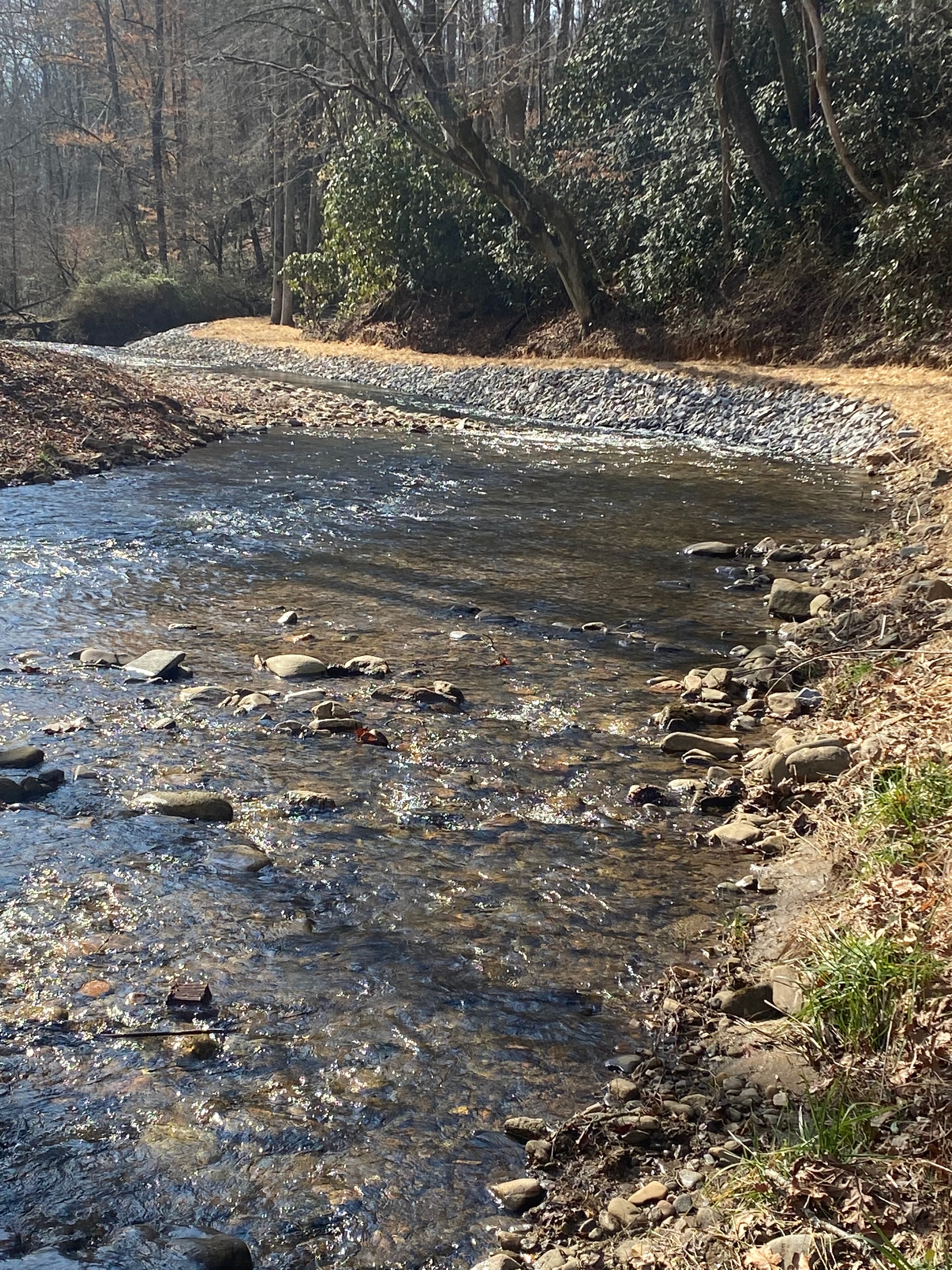 Forest stream flowing through woodland