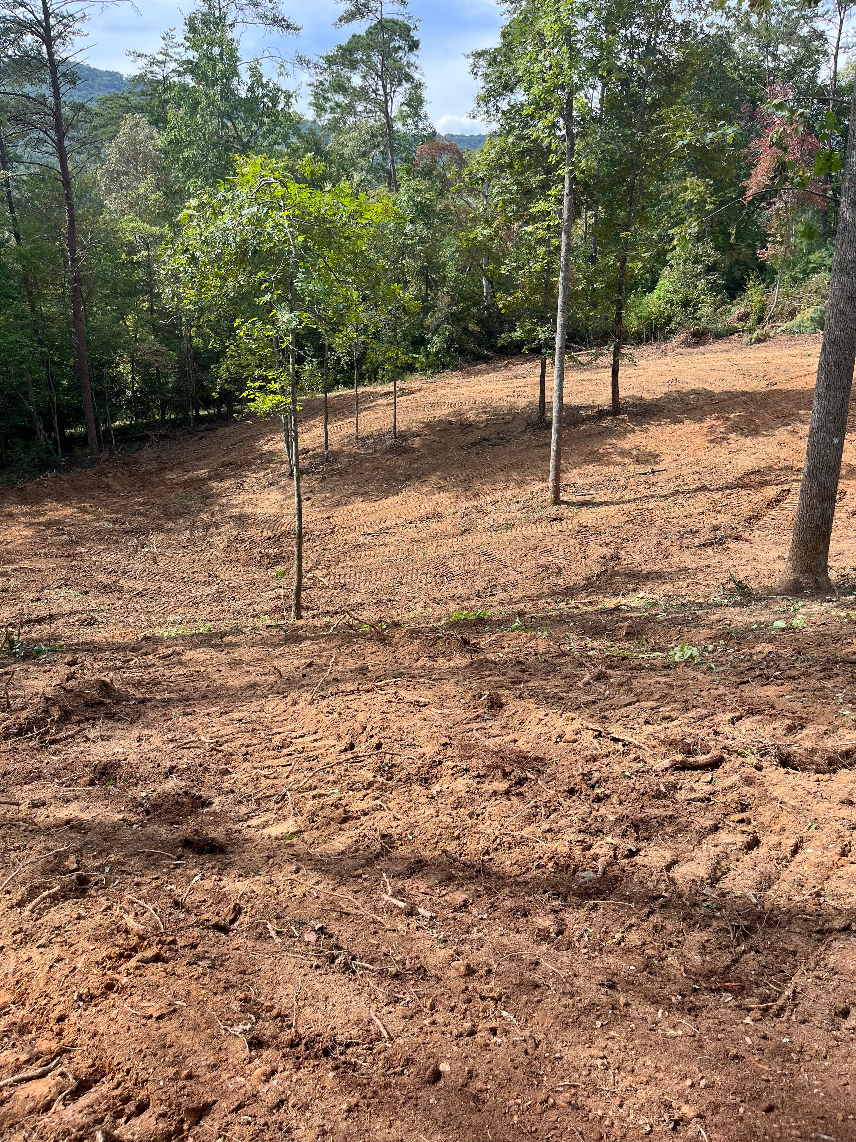 Cleared forest land with fencing and mountains