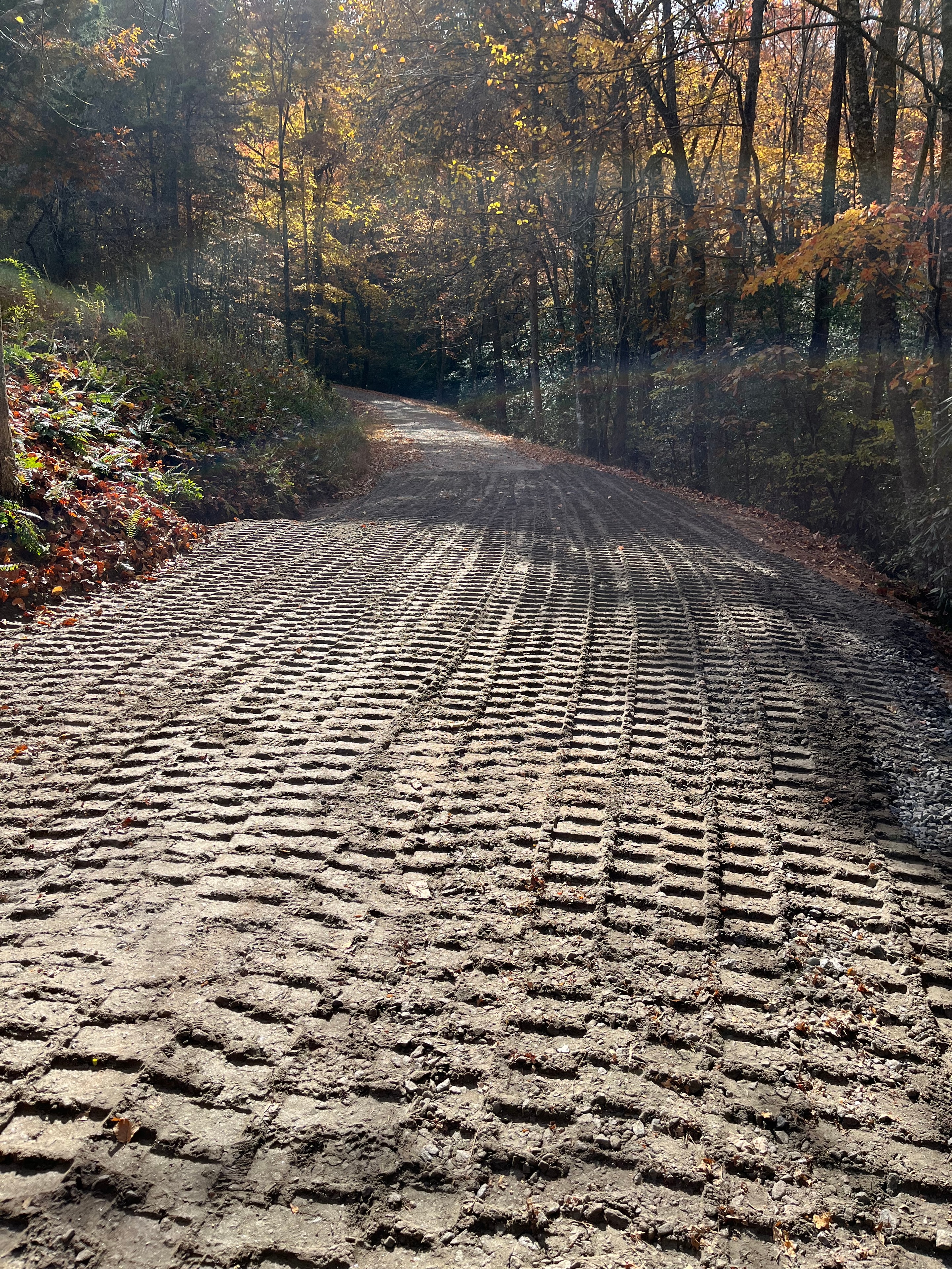 Dirt road through autumn forest trees